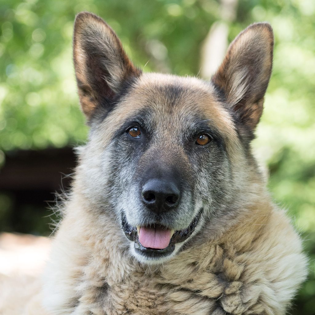 Senior German shepherd sitting in grass