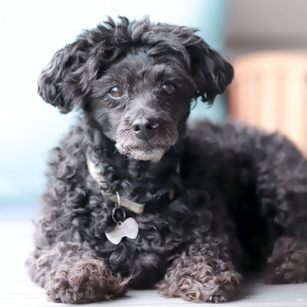 Senior poodle laying on the floor
