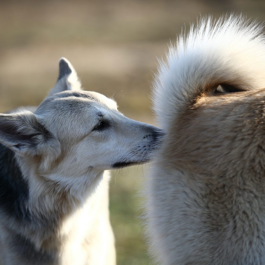 A Shepherd dog sniffs the behind of another dog with a curly tail