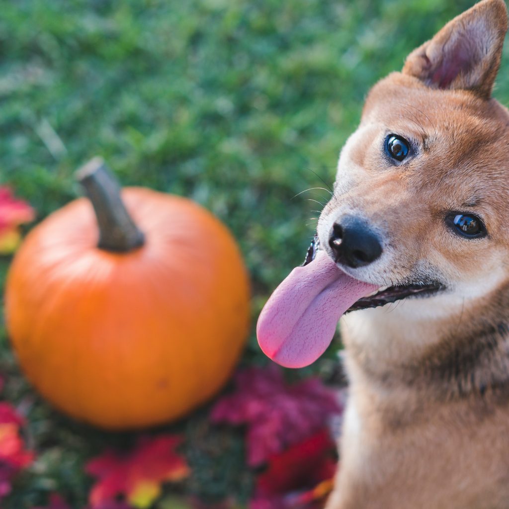 A Shiba Inu dog looks back at the camera with a pumpkin and autumn leaves on the ground behind