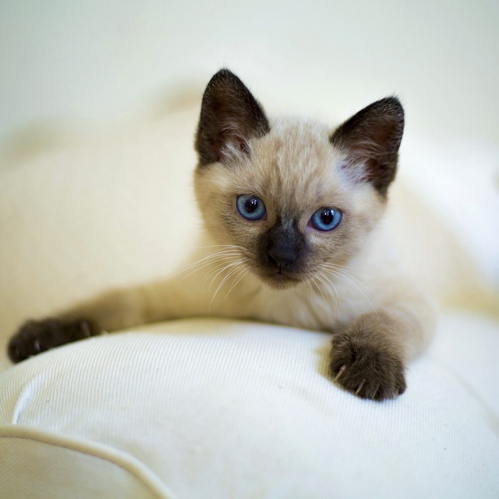 Siamese kitten lying over the arm of a white couch