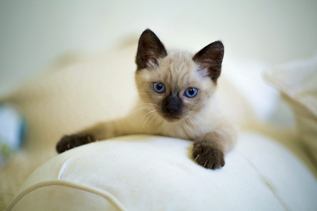 Siamese kitten lying over the arm of a white couch