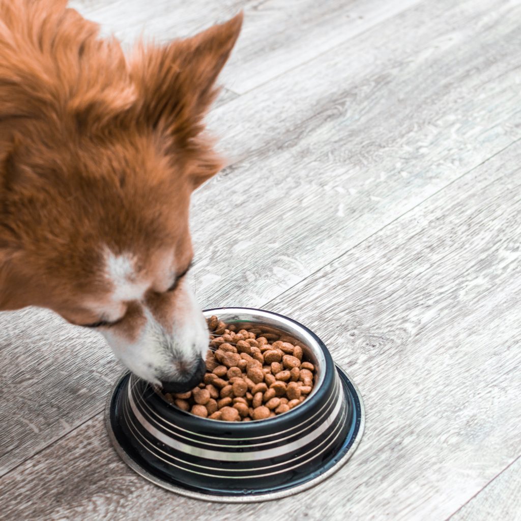 Dog eating from a round food bowl placed on the hardwood floor