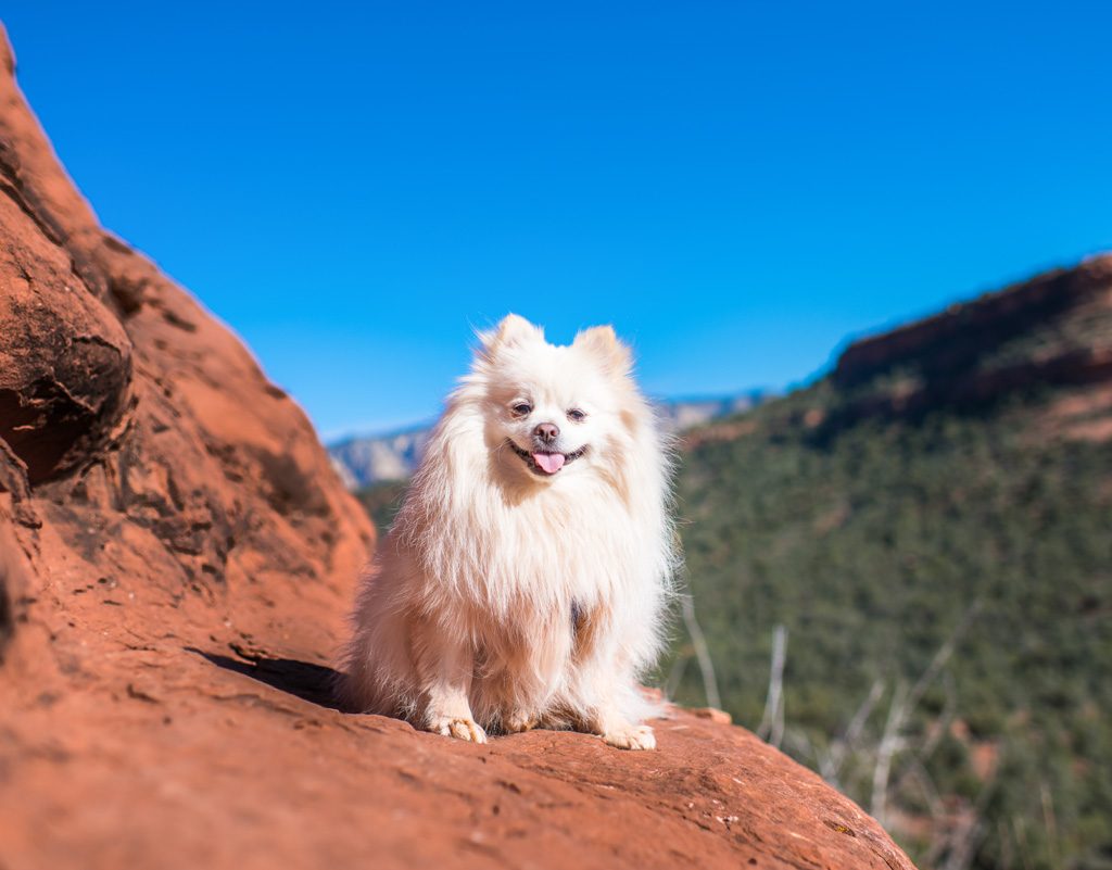 Small dog hiking in Sedona.