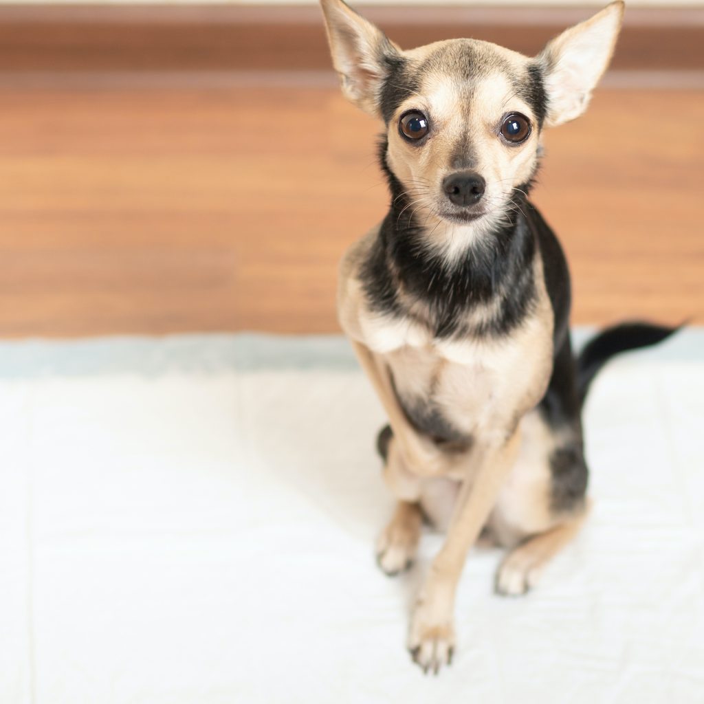 A small beige and black dog sits on a potty pad indoors and looks up at the camera