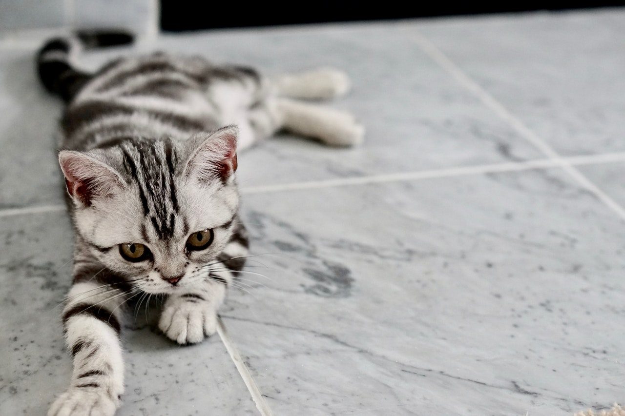 A beautiful striped kitten lying on a tile floor.
