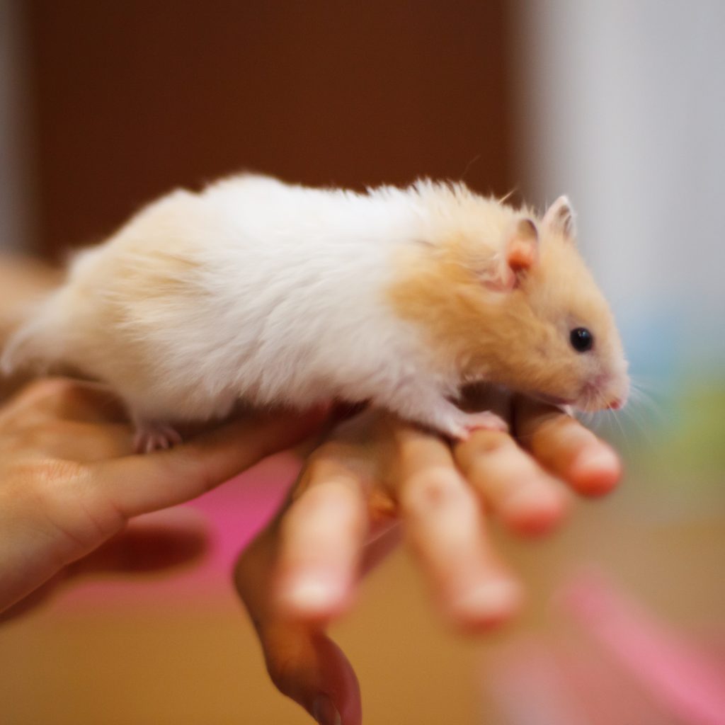 Syrian hamster walks on owners hands
