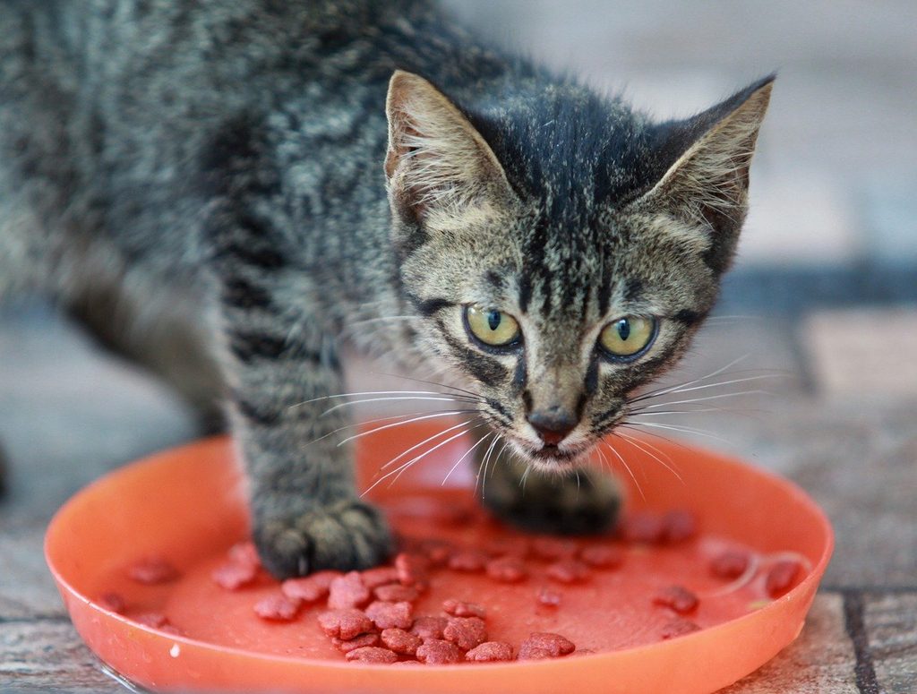 A tabby kitten standing in a bowl of kibble