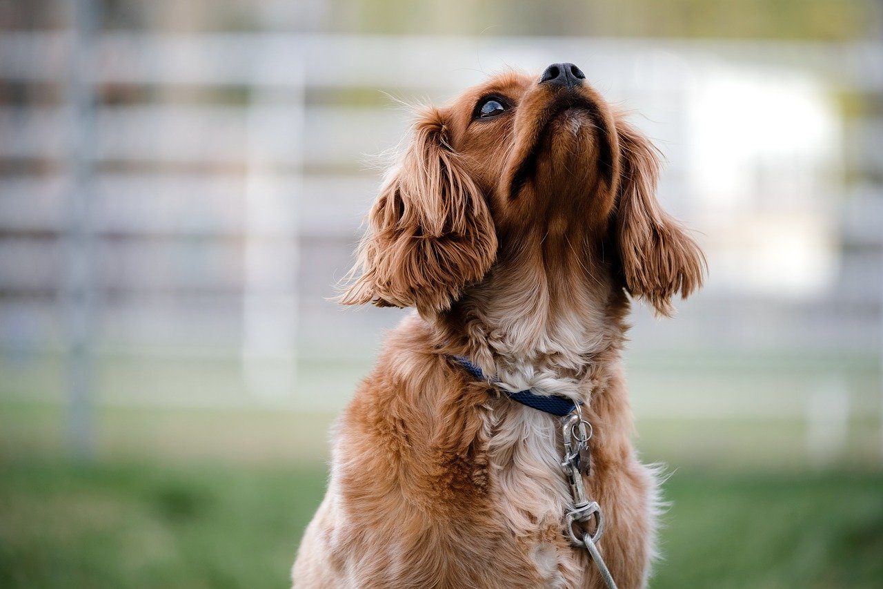 A tan and white spaniel preparing to bark.