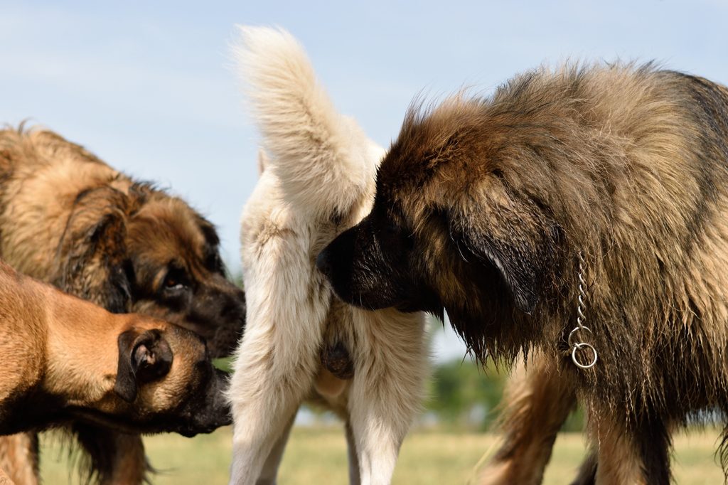 Three dogs sniff a fourth dog's behind while outdoors in a park