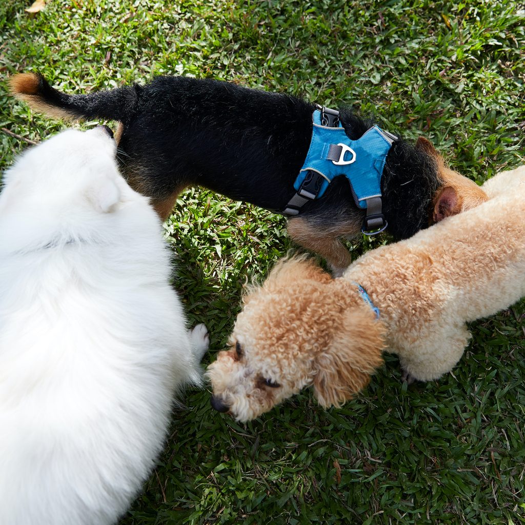 Three dogs sniff each other's butts in a triangle formation on a park's grass