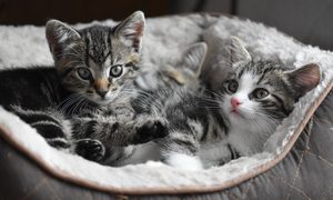 Three tabby kittens snuggling in a gray cat bed.