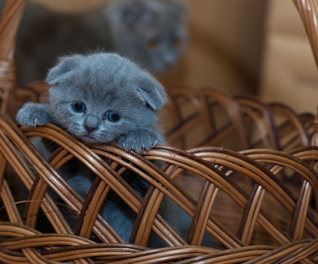 A small gray kitten sits in a wicker basket