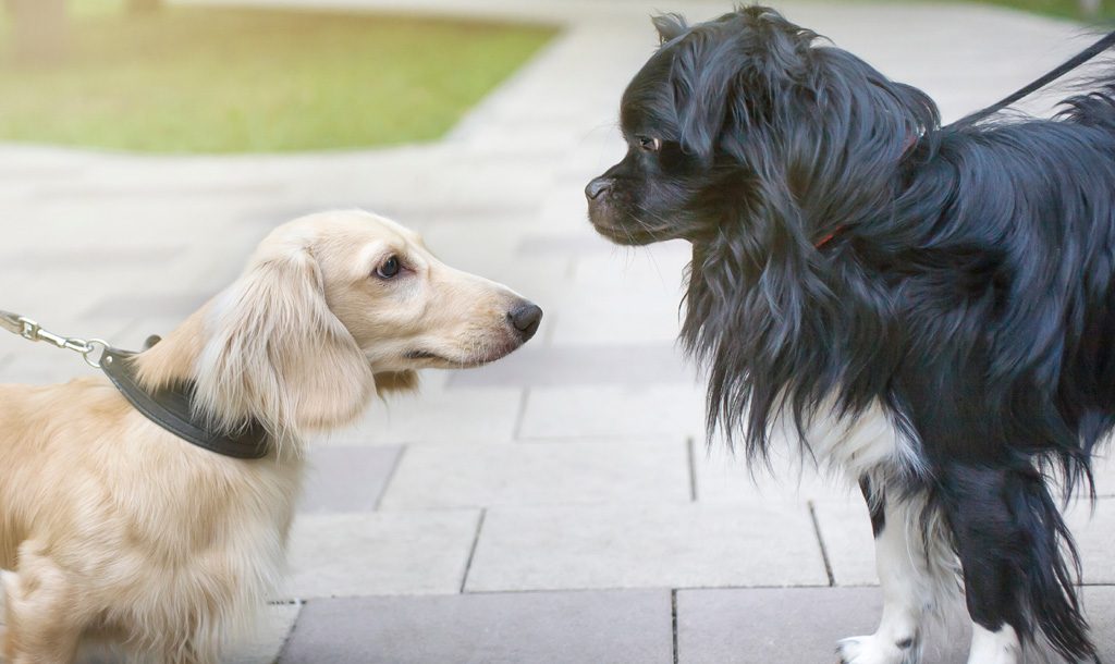 Two dogs meeting