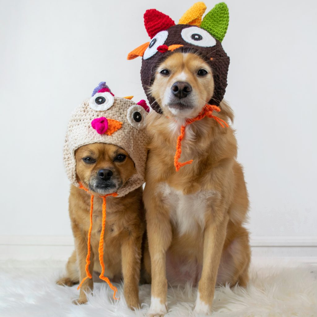 Two cute dogs sitting wearing turkey Thanksgiving hats