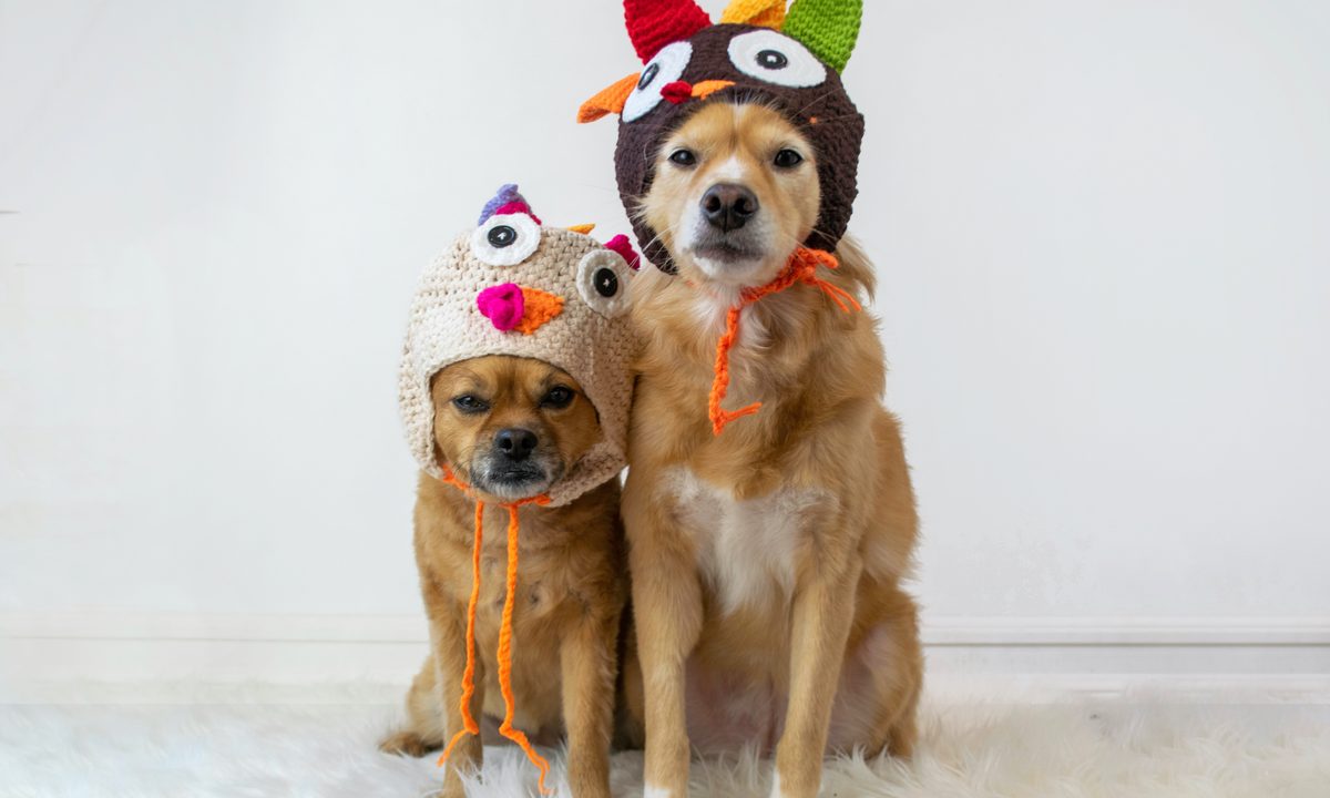 Two cute dogs sitting wearing turkey Thanksgiving hats