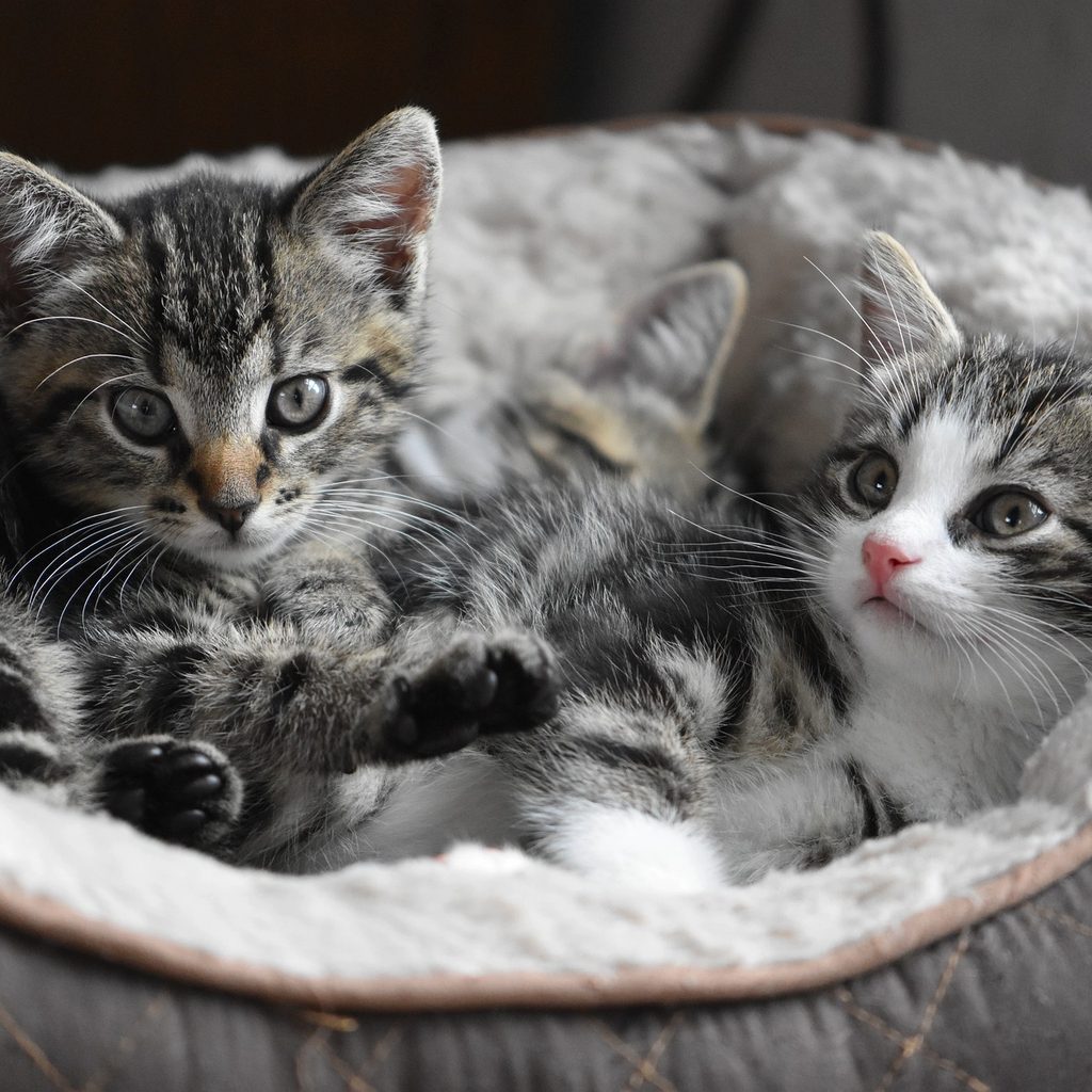 Two kittens lying in a soft cat bed