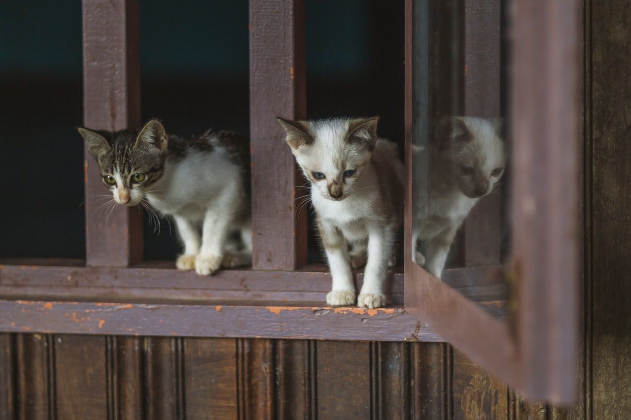 Two kittens perched on the sill of an open window.