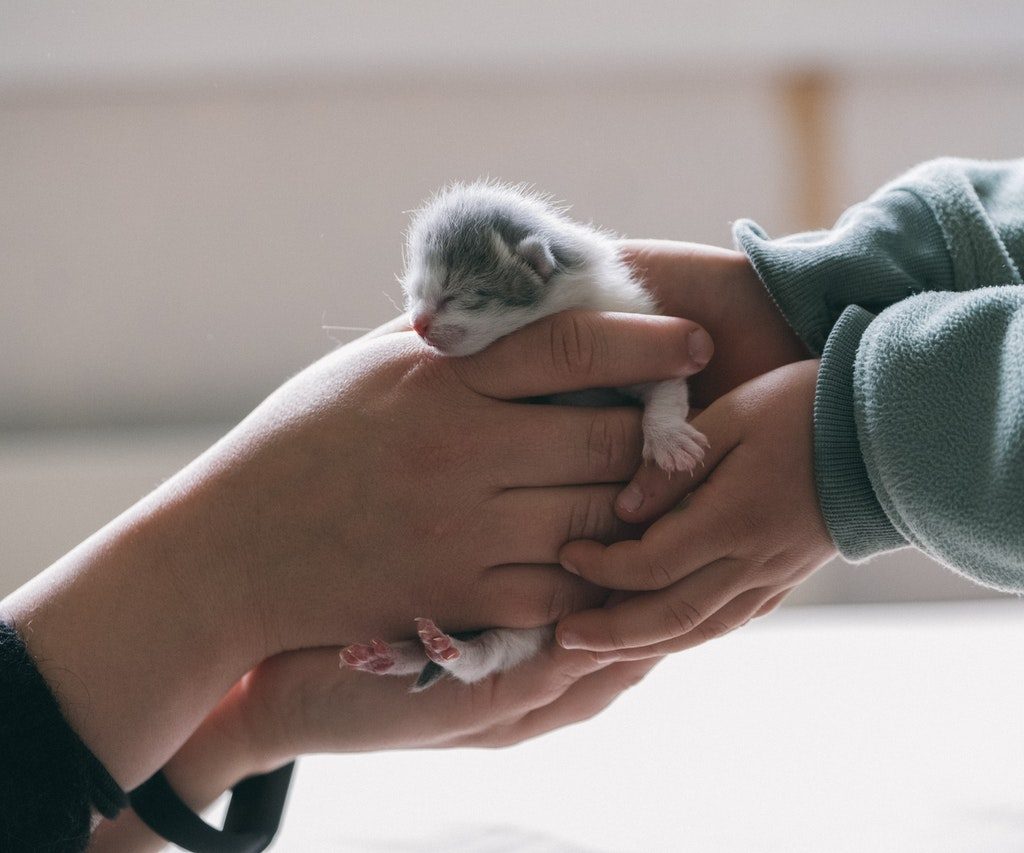 Two people holding a tiny gray and white kitten whose eyes haven't opened yet
