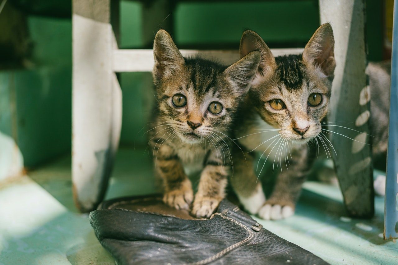 Two tabby kittens hiding beneath a stool.