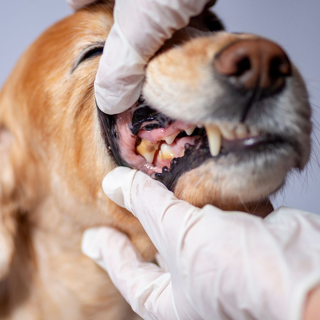 Vet checking a dog's teeth
