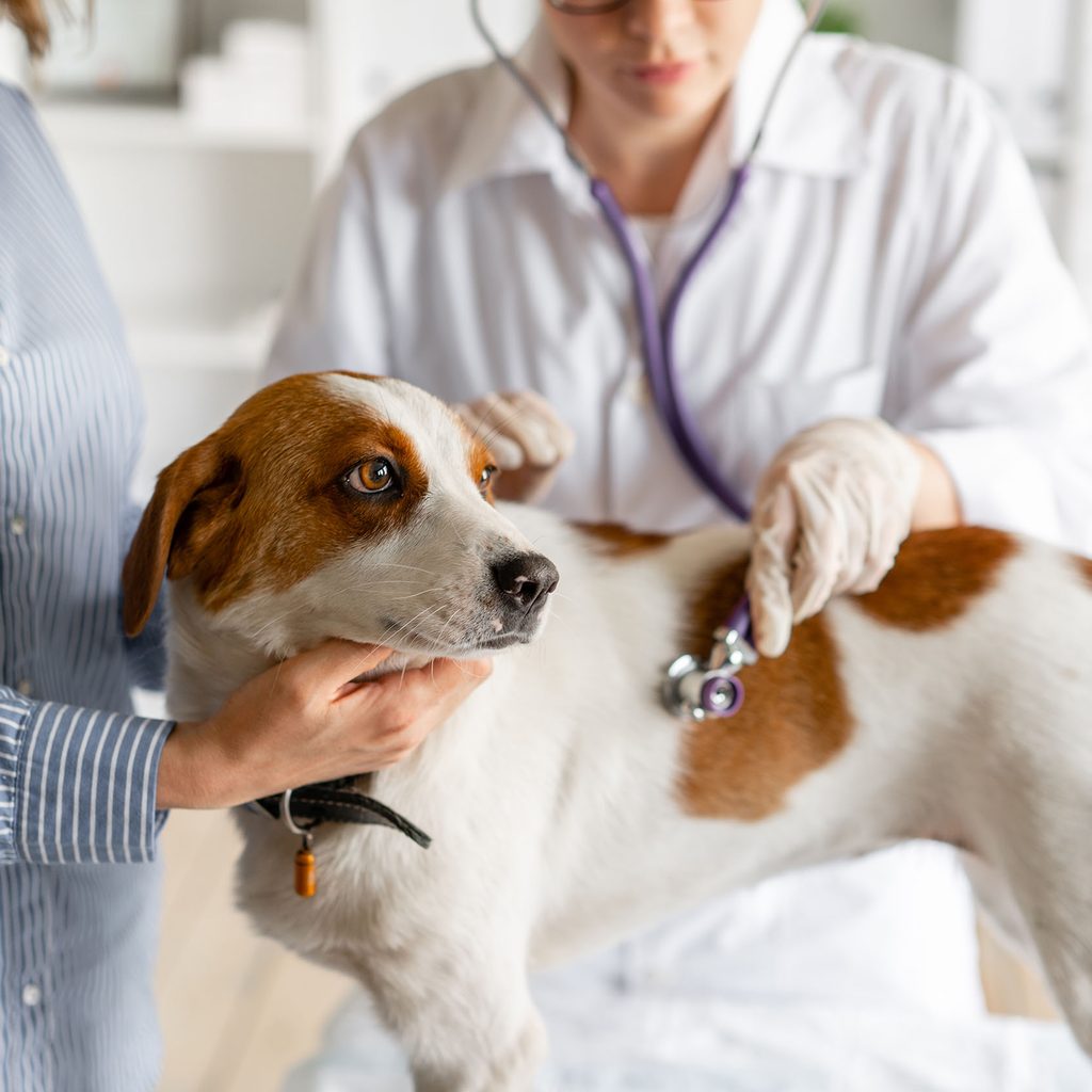 Vet listens to a dog's heart and lungs