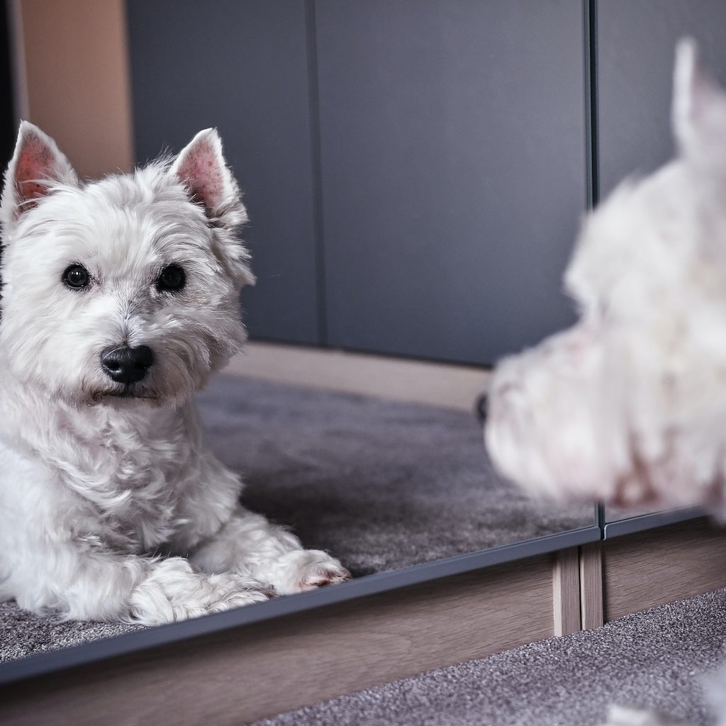 A West Highland White Terrier looks at the camera through a mirror