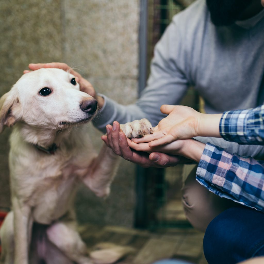 A family holds a dog's paw and pets the dog at the shelter