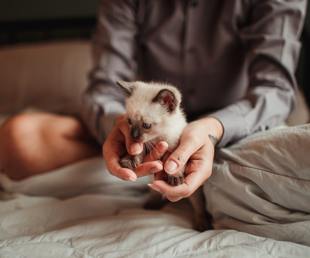 Woman holding tiny Siamese kitten on a bed