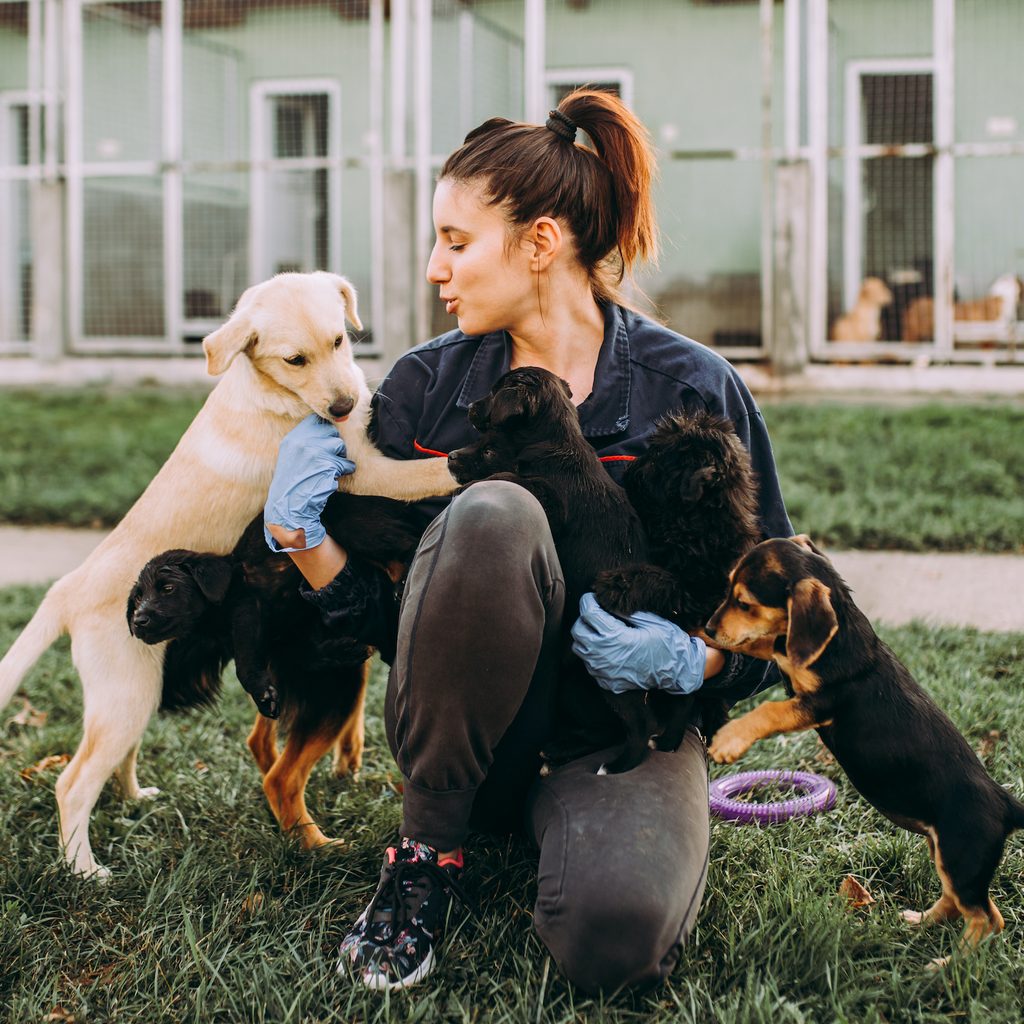 A woman plays with several dogs in the yard of an animal shelter