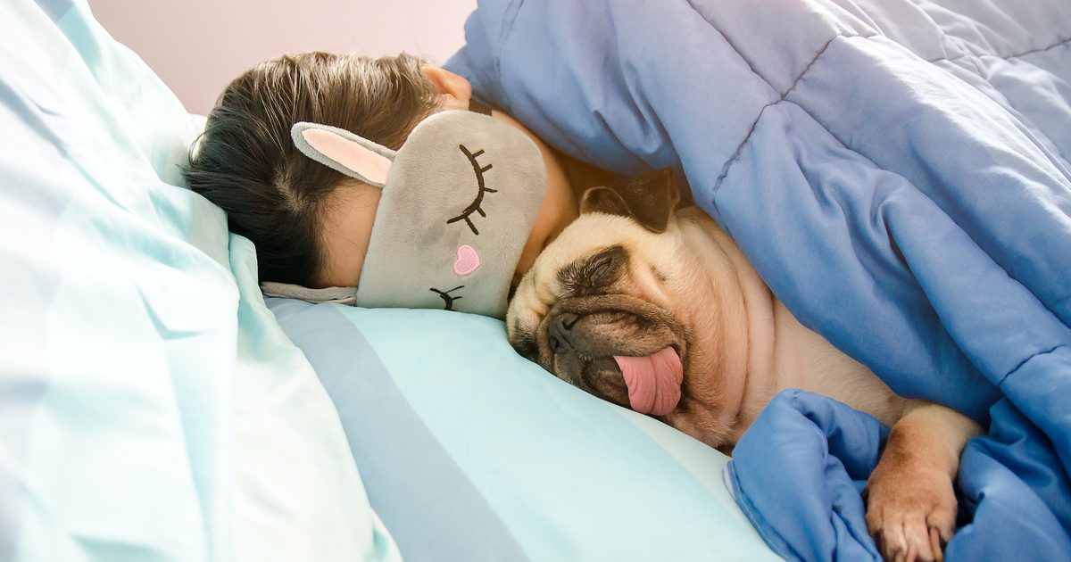 Why Do Dogs Sleep Under The Covers? It May Surprise You | PawTracks