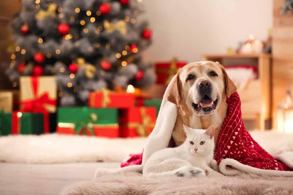 A dog and cat cuddle under a blanket together in front of a Christmas tree and presents