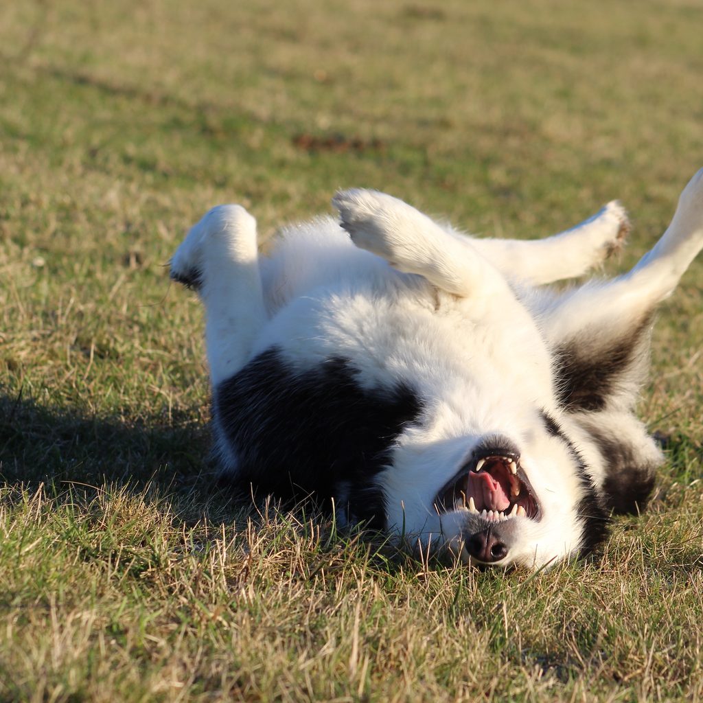 Alaskan malamute on its back