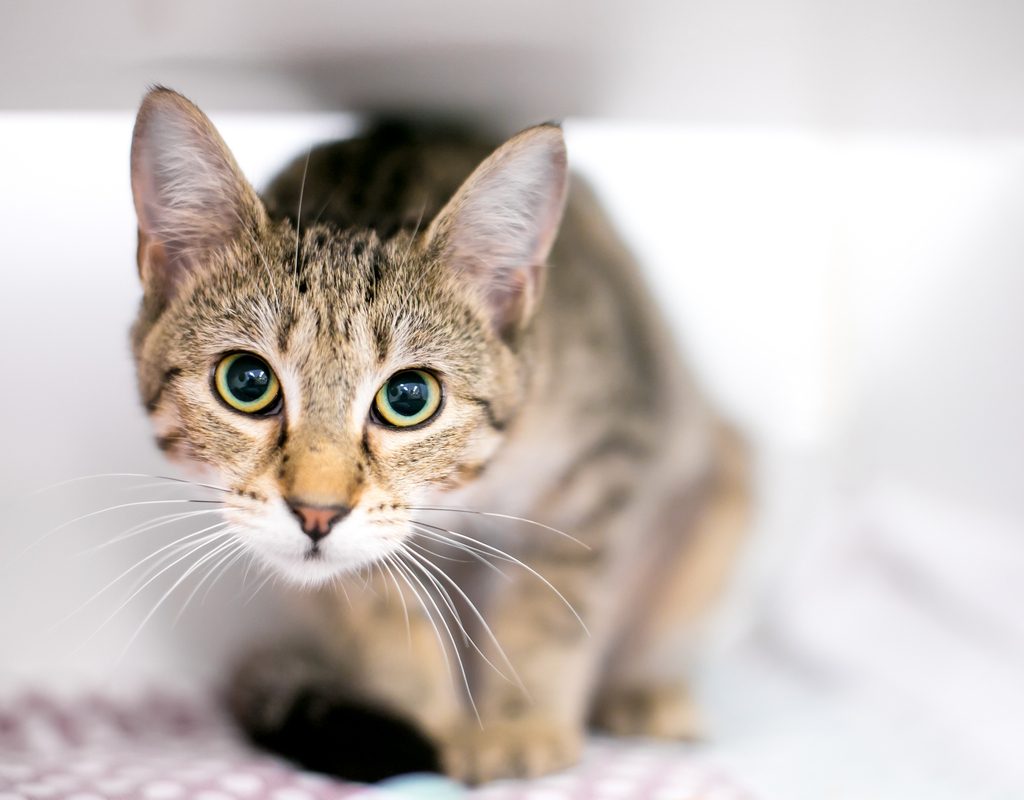 Anxious cat crouched under a piece of furniture