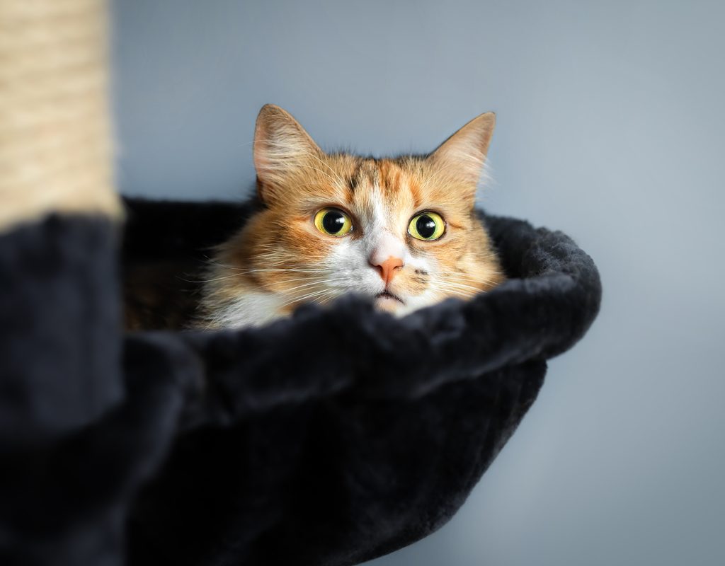 Anxious calico cat lying in the cat bed of a cat tree