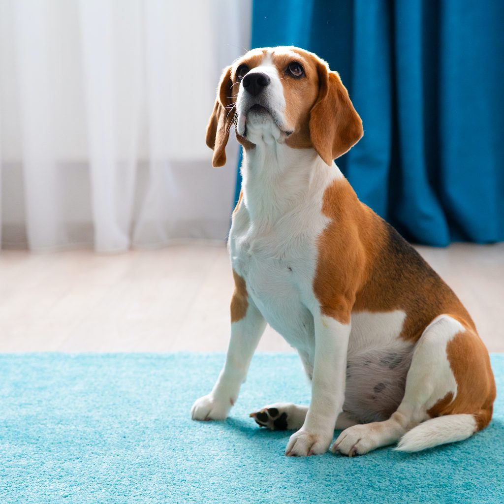 A Beagle sits on a blue carpet and looks up