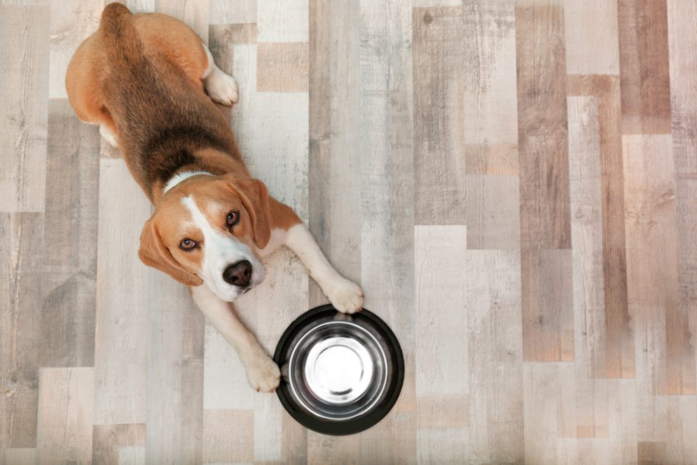 A Beagle lying next to an empty food bowl.