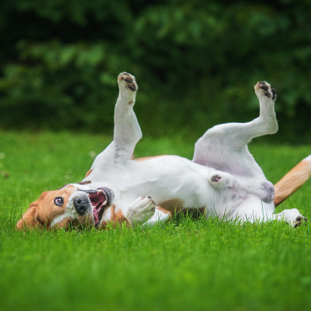 Beagle rolls on back in grass