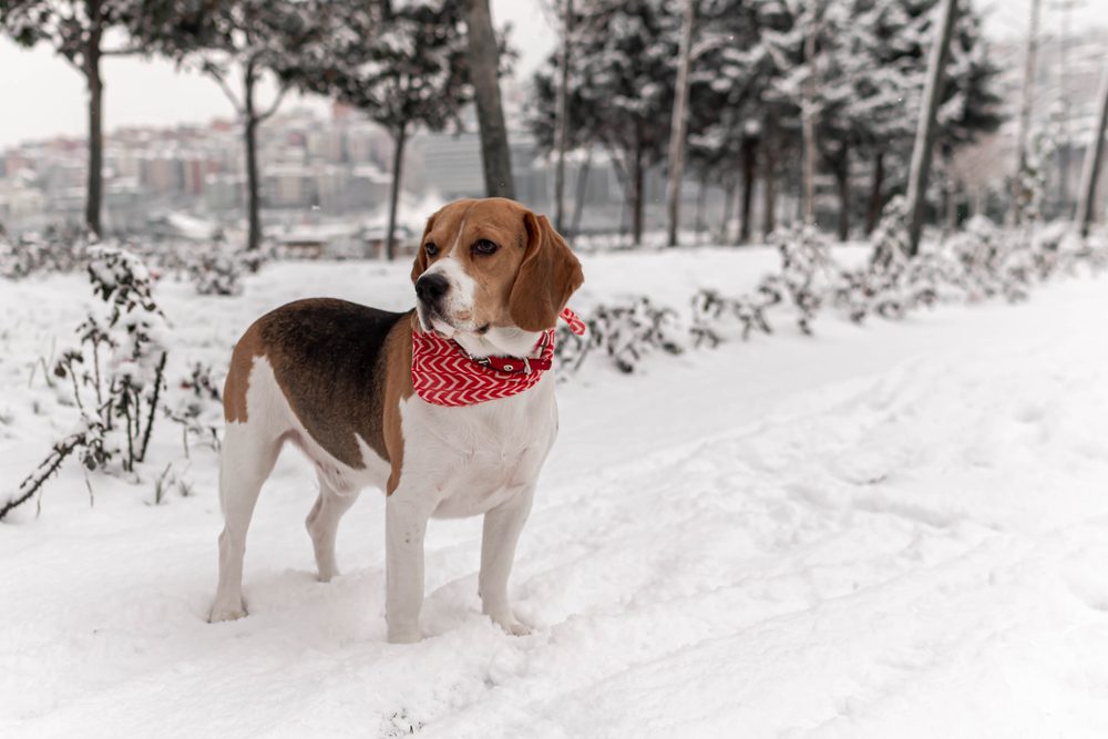 A beagle wearing a red bandana stands outside in the snow