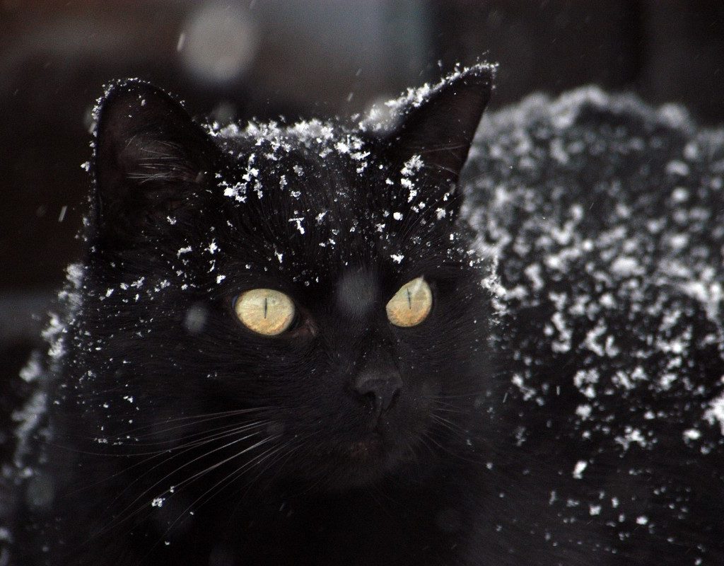 a black cat in the snow