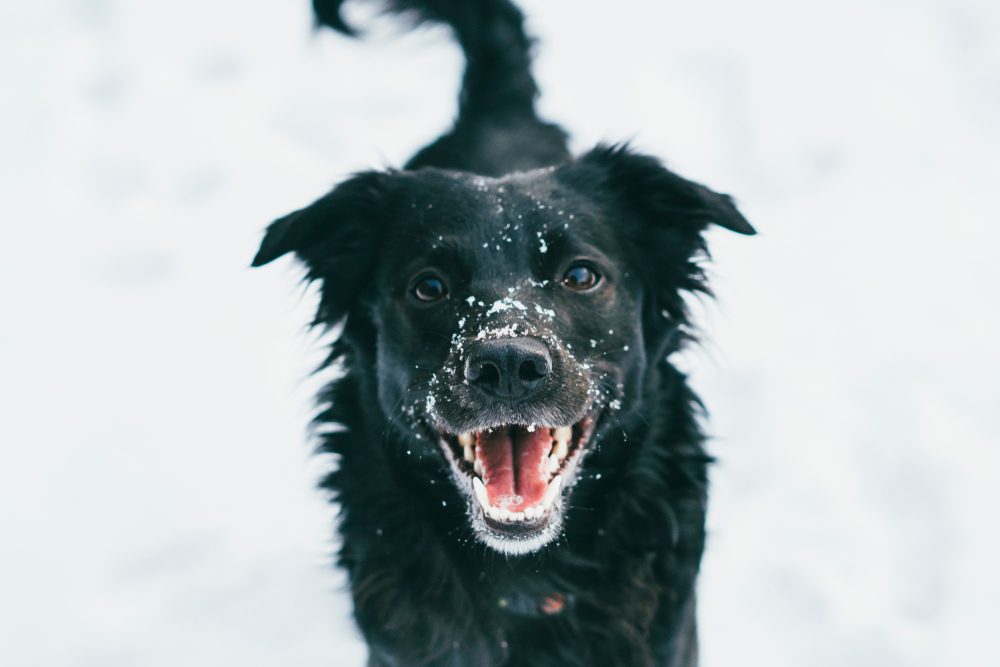 A black dog playing outside in the snow