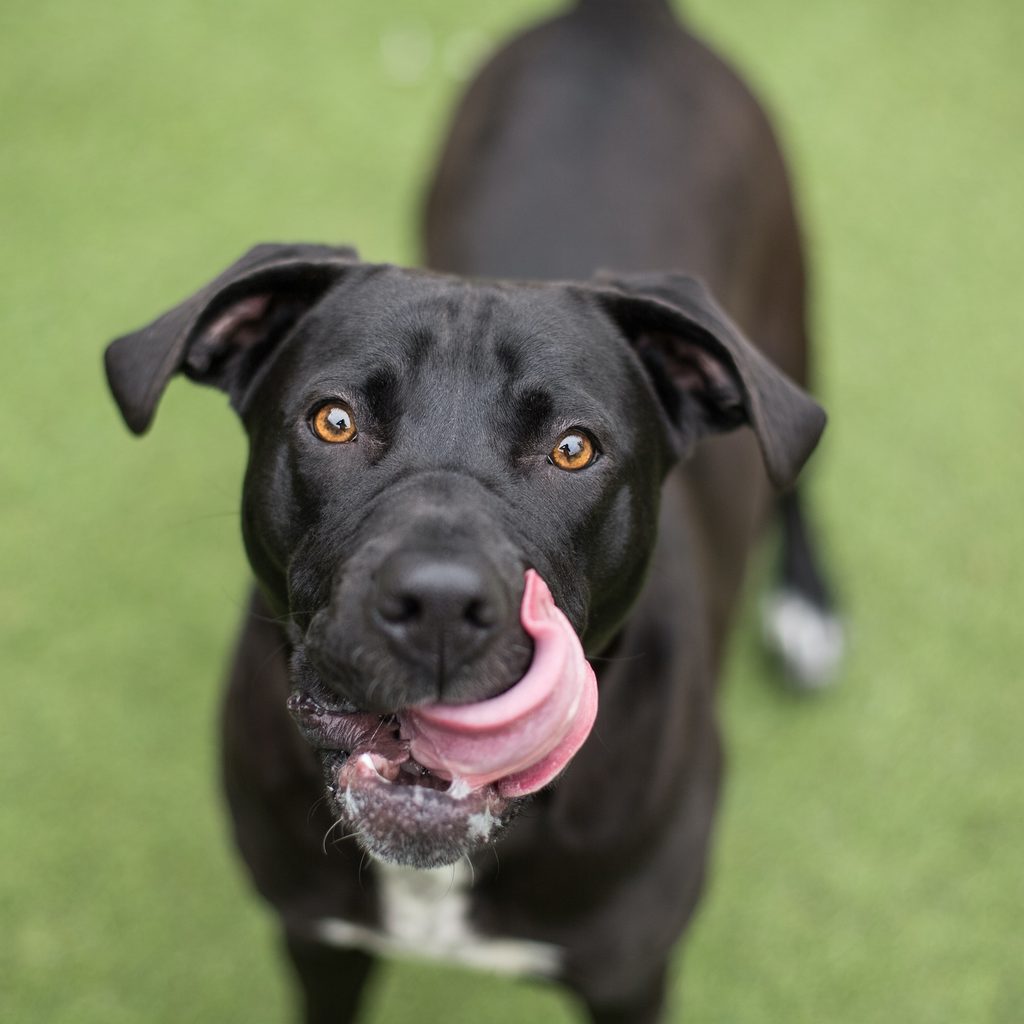 A black lab and pit bull mix dog licks their lips and looks up at the camera