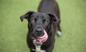 A black lab and pit bull mix dog licks their lips and looks up at the camera