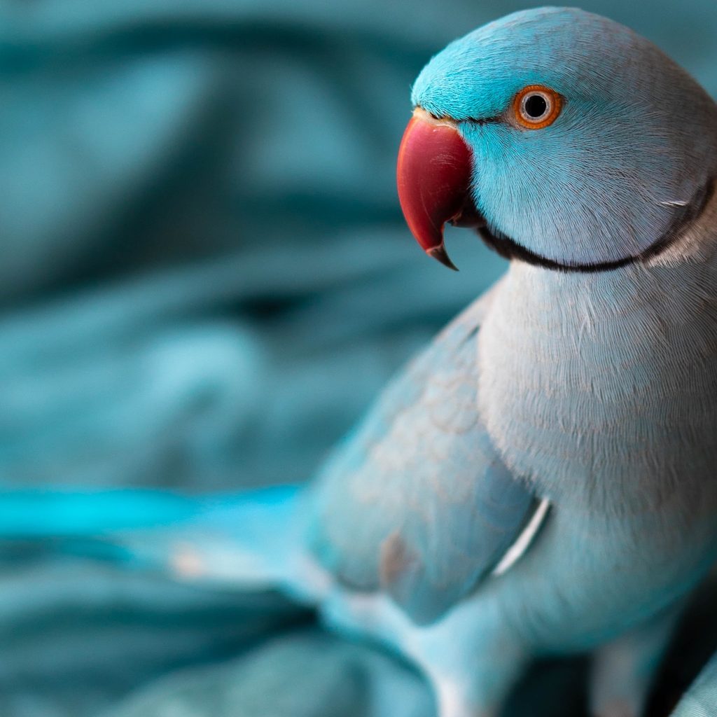 Blue bird stands elegantly against a blue background
