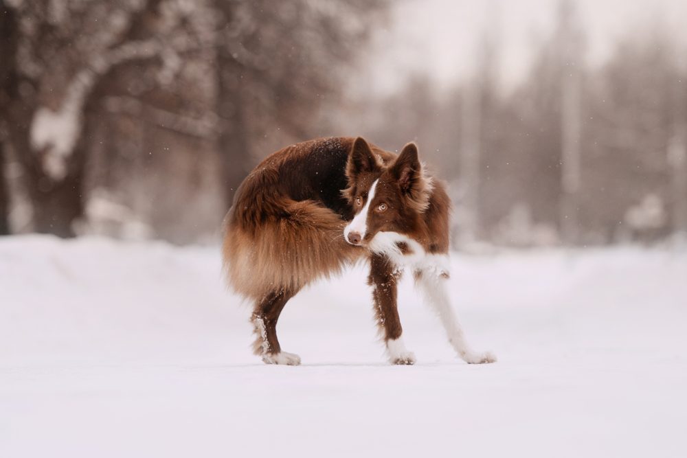 A Border Collie chasing his tail in the snow.