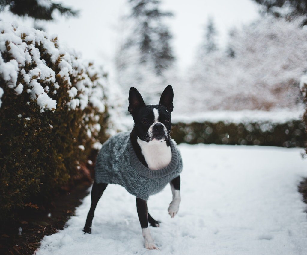 A black and white Boston terrier wearing a gray sweater stands outside in the snow