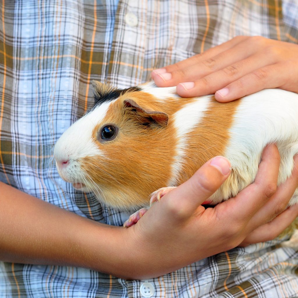 Boy holds guinea pig in his hands