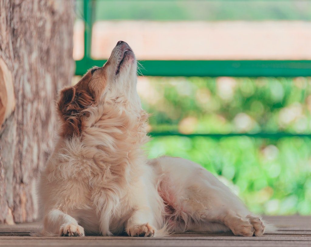Brown and white dog howling on a porch