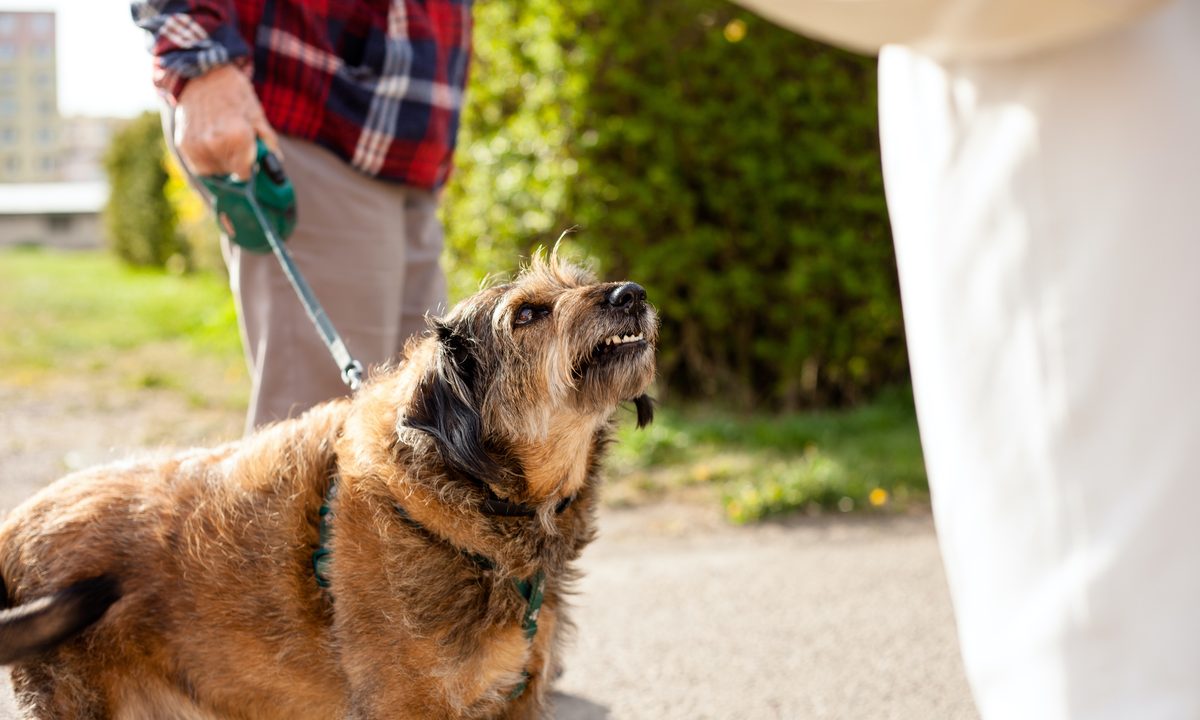 A brown dog growls and shows his teeth while out on a walk