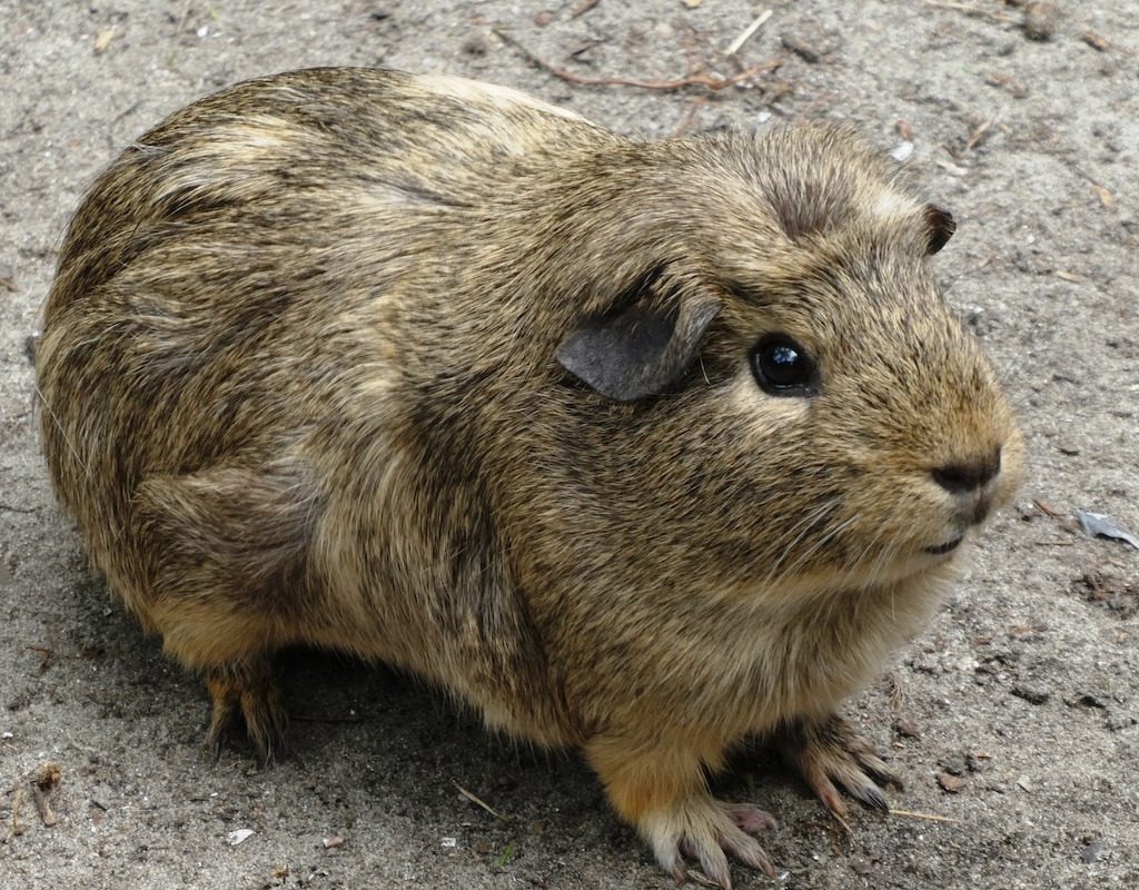 A brown guinea pig stands outside